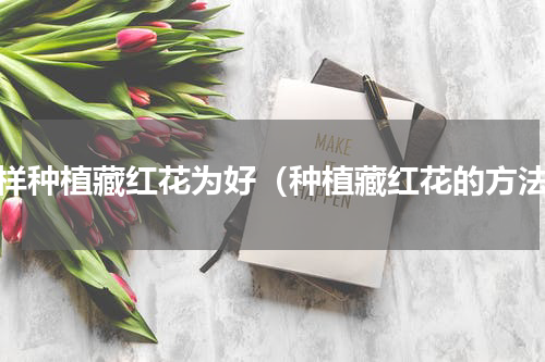 怎样种植藏红花为好（种植藏红花的方法）