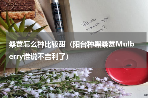 桑葚怎么种比较甜（阳台种黑桑葚Mulberry谁说不吉利了）