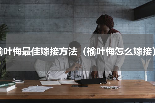 榆叶梅最佳嫁接方法（榆叶梅怎么嫁接）