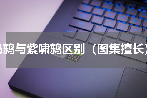 乌鸫与紫啸鸫区别（图集擅长）
