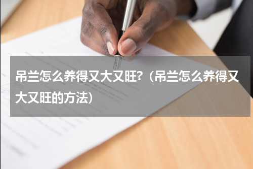 吊兰怎么养得又大又旺?（吊兰怎么养得又大又旺的方法）