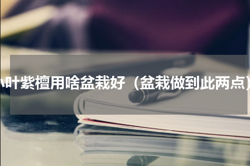小叶紫檀用啥盆栽好（盆栽做到此两点）