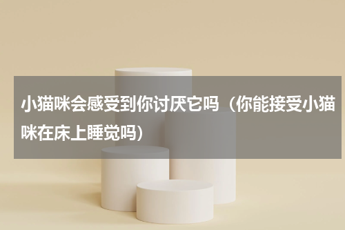 小猫咪会感受到你讨厌它吗（你能接受小猫咪在床上睡觉吗）