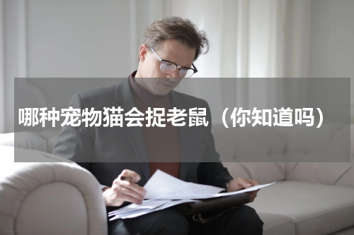 哪种宠物猫会捉老鼠（你知道吗）