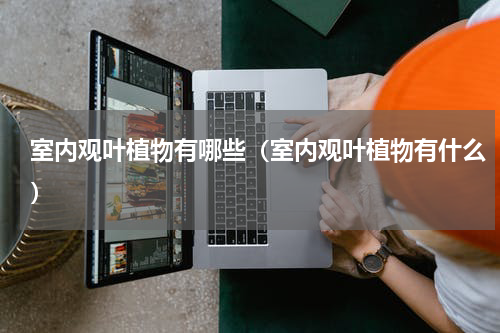 室内观叶植物有哪些（室内观叶植物有什么）