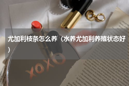 尤加利枝条怎么养（水养尤加利养殖状态好）