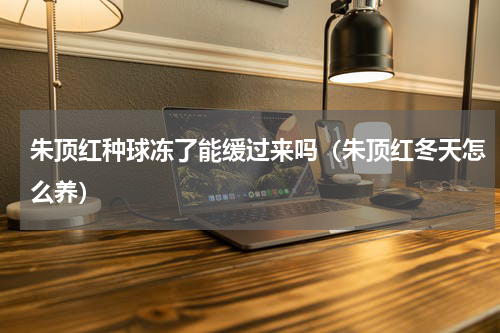 朱顶红种球冻了能缓过来吗（朱顶红冬天怎么养）