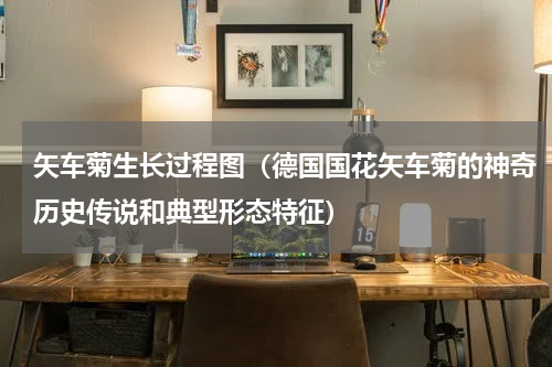 矢车菊生长过程图（德国国花矢车菊的神奇历史传说和典型形态特征）