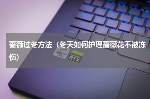 蔷薇过冬方法（冬天如何护理蔷薇花不被冻伤）