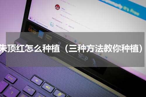 朱顶红怎么种植（三种方法教你种植）