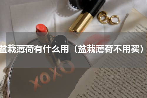 盆栽薄荷有什么用（盆栽薄荷不用买）