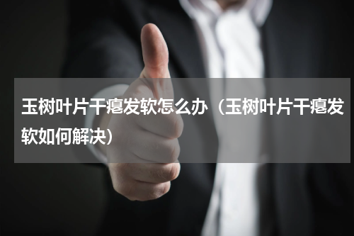 玉树叶片干瘪发软怎么办（玉树叶片干瘪发软如何解决）