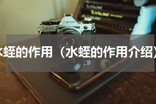 水蛭的作用（水蛭的作用介绍）