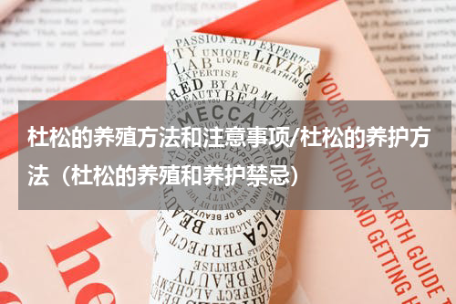 杜松的养殖方法和注意事项/杜松的养护方法（杜松的养殖和养护禁忌）