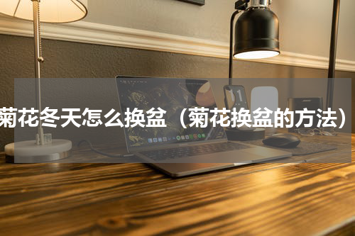 菊花冬天怎么换盆（菊花换盆的方法）