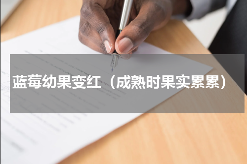 蓝莓幼果变红（成熟时果实累累）