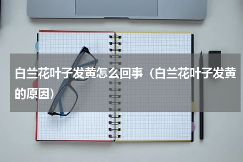 白兰花叶子发黄怎么回事（白兰花叶子发黄的原因）