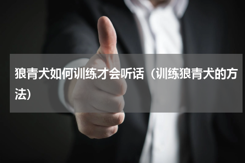 狼青犬如何训练才会听话（训练狼青犬的方法）