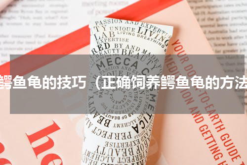 养鳄鱼龟的技巧（正确饲养鳄鱼龟的方法）