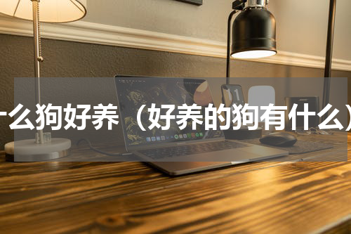 什么狗好养（好养的狗有什么）