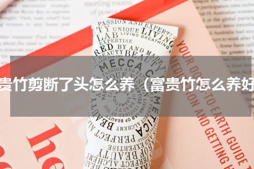 富贵竹剪断了头怎么养（富贵竹怎么养好）