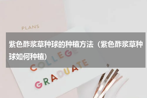 紫色酢浆草种球的种植方法（紫色酢浆草种球如何种植）