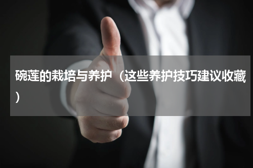 碗莲的栽培与养护（这些养护技巧建议收藏）
