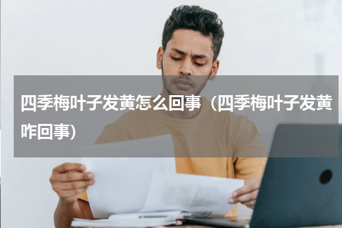 四季梅叶子发黄怎么回事（四季梅叶子发黄咋回事）
