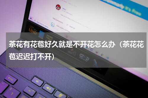 茶花有花苞好久就是不开花怎么办（茶花花苞迟迟打不开）