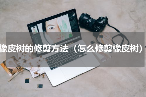 橡皮树的修剪方法（怎么修剪橡皮树）