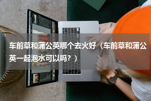 车前草和蒲公英哪个去火好（车前草和蒲公英一起泡水可以吗？）