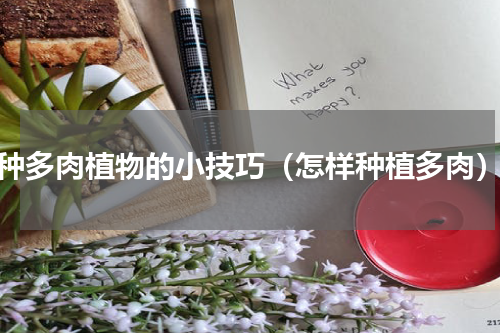 种多肉植物的小技巧（怎样种植多肉）