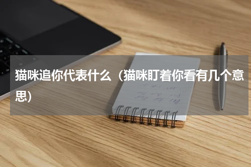 猫咪追你代表什么（猫咪盯着你看有几个意思）