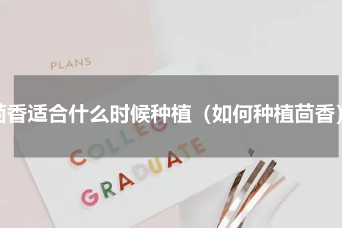 茴香适合什么时候种植（如何种植茴香）