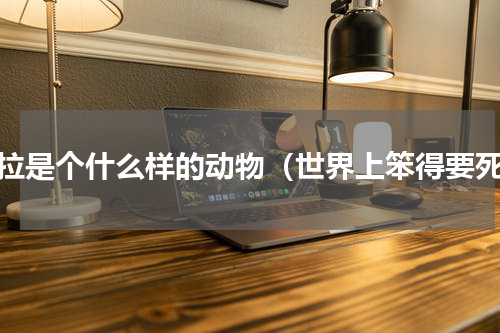 考拉是个什么样的动物（世界上笨得要死）