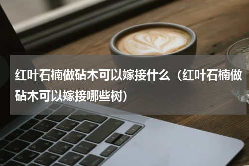 红叶石楠做砧木可以嫁接什么（红叶石楠做砧木可以嫁接哪些树）