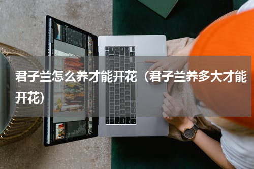 君子兰怎么养才能开花（君子兰养多大才能开花）