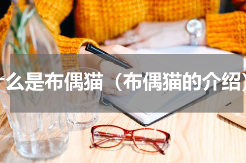 什么是布偶猫（布偶猫的介绍）