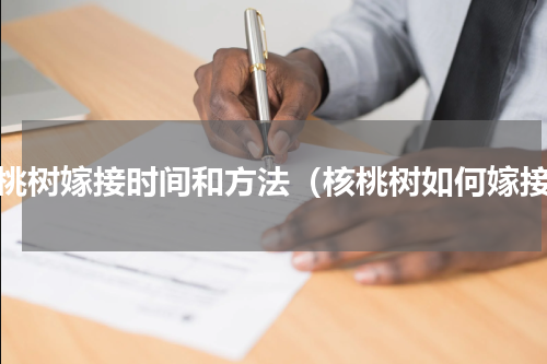 核桃树嫁接时间和方法（核桃树如何嫁接）