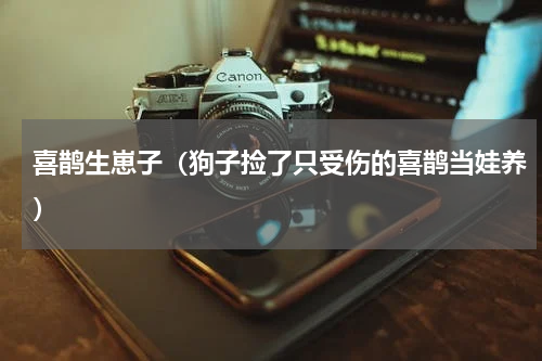 喜鹊生崽子（狗子捡了只受伤的喜鹊当娃养）