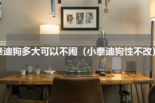 泰迪狗多大可以不闹（小泰迪狗性不改）