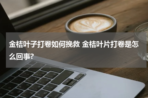 金桔叶子打卷如何挽救 金桔叶片打卷是怎么回事?