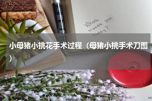 小母猪小挑花手术过程（母猪小挑手术刀图）