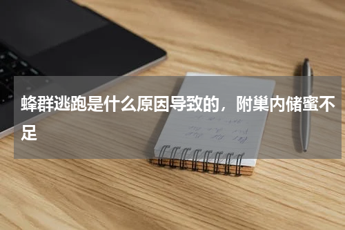 蜂群逃跑是什么原因导致的，附巢内储蜜不足