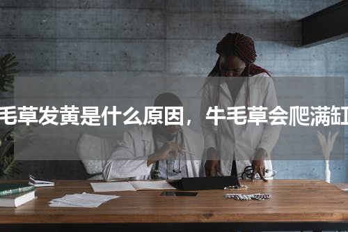 牛毛草发黄是什么原因，牛毛草会爬满缸吗
