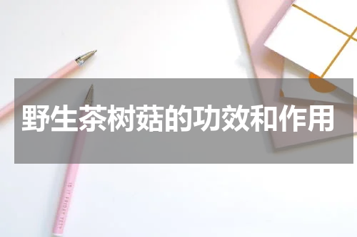 野生茶树菇的功效和作用