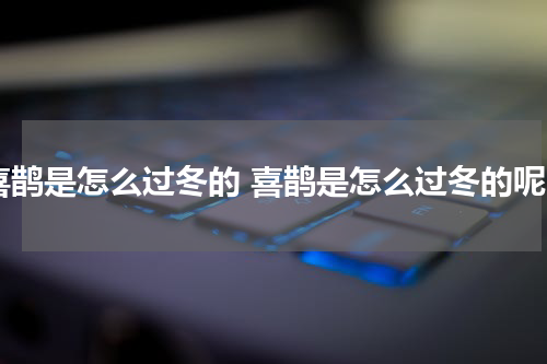 喜鹊是怎么过冬的 喜鹊是怎么过冬的呢