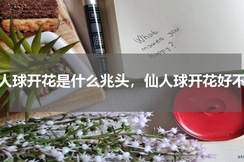 仙人球开花是什么兆头，仙人球开花好不好