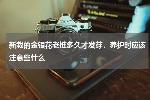 新栽的金银花老桩多久才发芽，养护时应该注意些什么