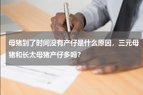 母猪到了时间没有产仔是什么原因，三元母猪和长太母猪产仔多吗？
